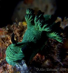 Greenie... nudi in Malapascua... by Alex Tattersall 